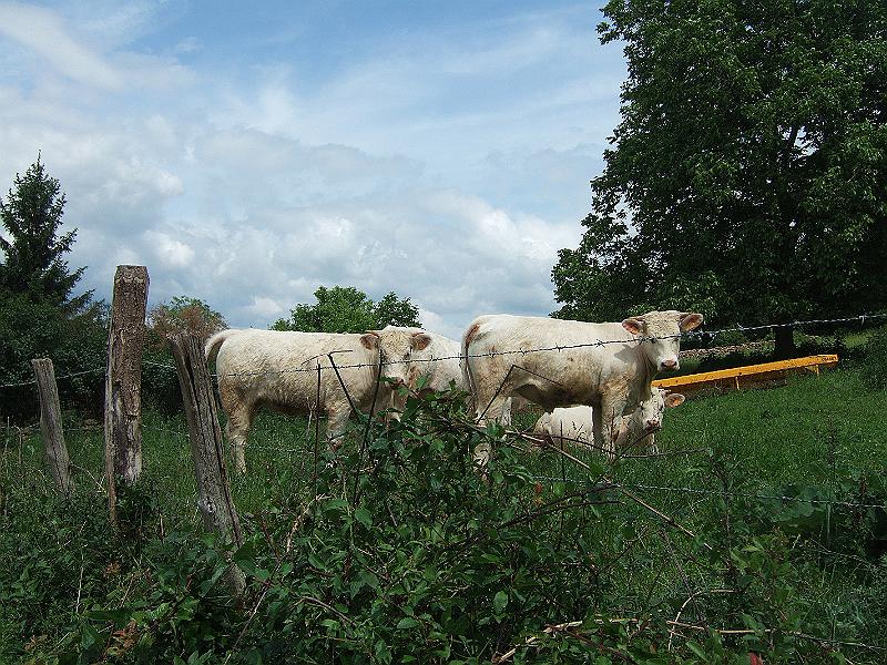 2010-05- (75).JPG - Unterwegs sind menschliche Wesen rar - bleiben unsere entfernten Verwandten, denen wir öfter begegnen